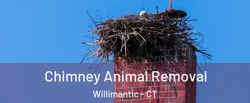  Chimney Animal Removal Willimantic - CT